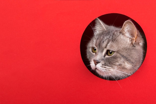 Słodki szary kot wyglądający z dziury na czerwonym tle Koncepcja szablonu kopii przestrzeni