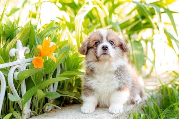 Słodki szczeniak corgi siedzący w ogrodzie