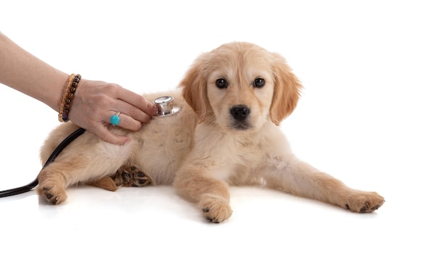 Słodki szczeniak Golden Retriver ze stetoskopem na białym tle