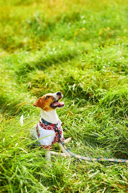 Słodki szczeniak Jack Russell terrier patriotą Ukrainy