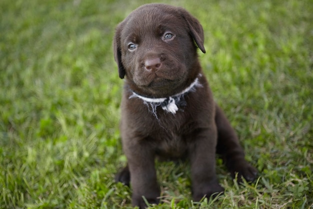 Słodki szczeniak labrador #3