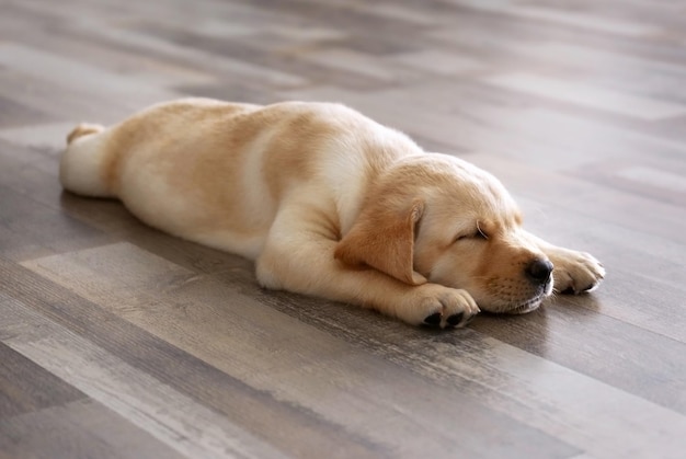 Słodki szczeniak labrador retriever śpi na podłodze w domu