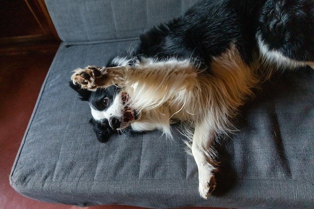 Słodki szczeniak rasy border collie leżącej gry z zabawną buzią na kanapie w domu w domu Pies odpoczywa gotowy do snu na wygodnej kanapie Opieka nad zwierzętami i koncepcja zwierząt Zabawny pies emocjonalny