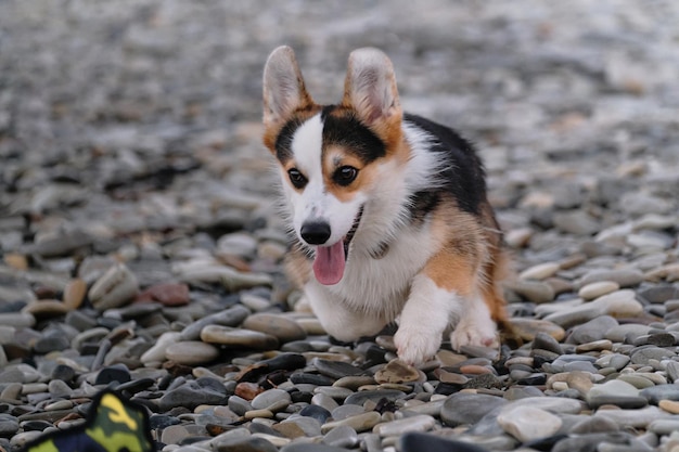 Słodki szczeniak Welsh Corgi Pembroke Tricolor dobrze się bawi biegając po plaży i bawiąc się kaczką