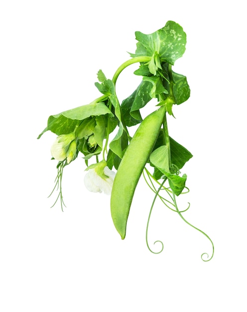 Słodki zielony groszek (fasola) z zielonymi liśćmi i kwiatami. Widok z góry. Groch (fasola) na białym tle białe tło.