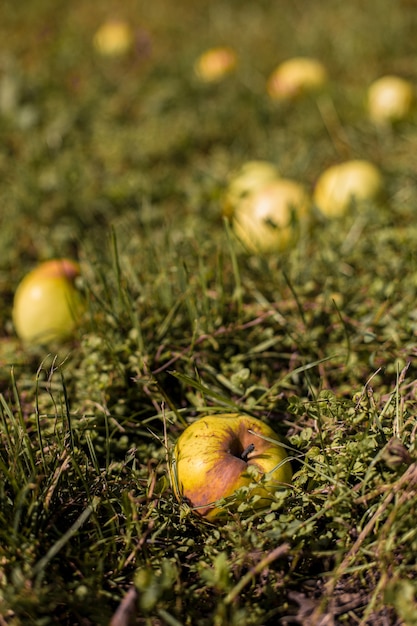 Zdjęcie słodkie białe jabłka na zielonej trawie smaczne świeże jabłka zbiór białych jabłek