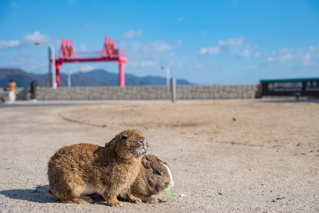 Słodkie dzikie króliki na wyspie Okunoshima w słonecznej pogodzie znanej jako Wyspa Królików