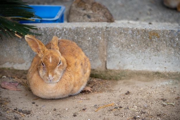 Słodkie dzikie króliki na wyspie Okunoshima w słonecznej pogodzie znanej jako Wyspa Królików