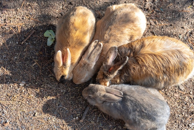 Słodkie dzikie króliki na wyspie Okunoshima w słonecznej pogodzie znanej jako Wyspa Królików