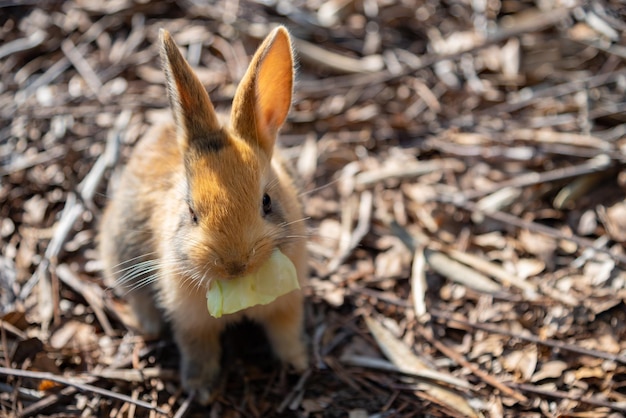 Zdjęcie słodkie dzikie króliki na wyspie okunoshima w słonecznej pogodzie znanej jako wyspa królików
