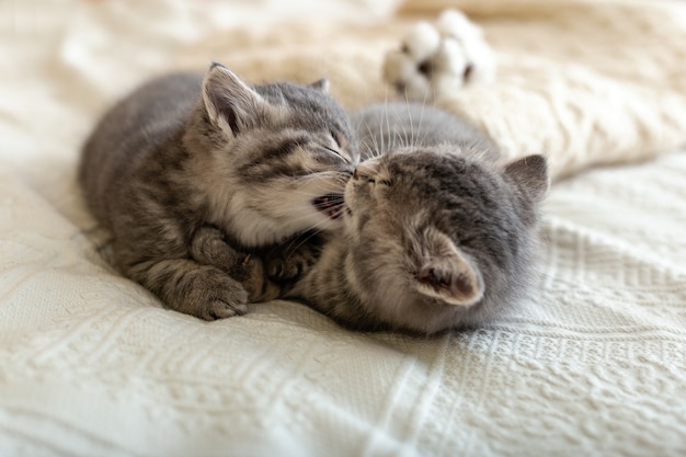 Słodkie kociaki pręgowany całują leżąc na łóżku w białą kratę. Zakochane koty w Walentynki. Koncepcja domu zwierząt i przytulny dom dla dzieci.