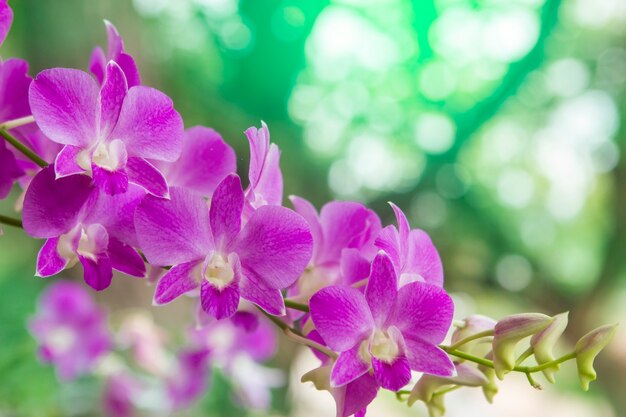 Słodkie kolor orchidee w miękkiej części projektują dla tła. Tajlandzkie orchidee.