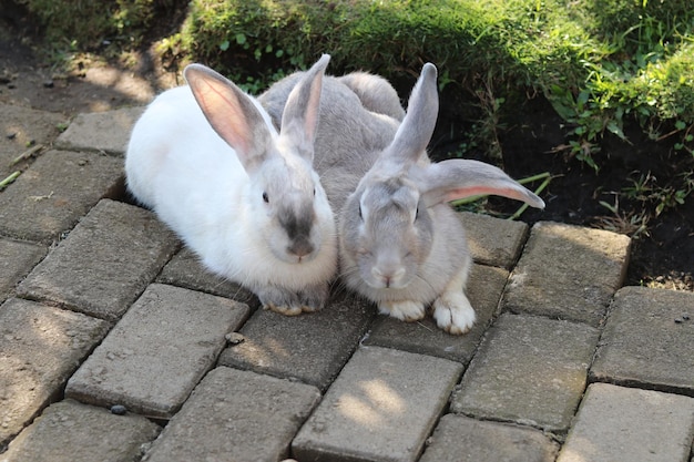 Zdjęcie słodkie króliczki bawią się i odpoczywają na zielonej trawie w parku
