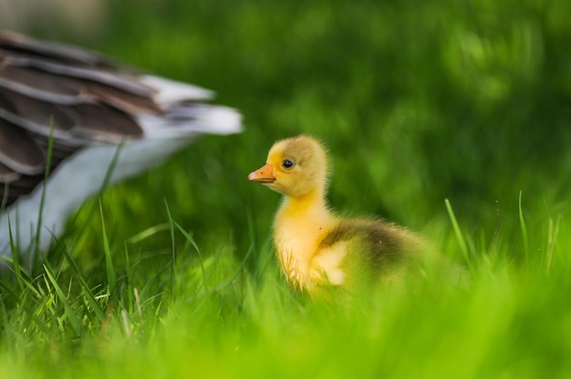 Słodkie małe żółte kaczątko spaceruje po zielonej trawie