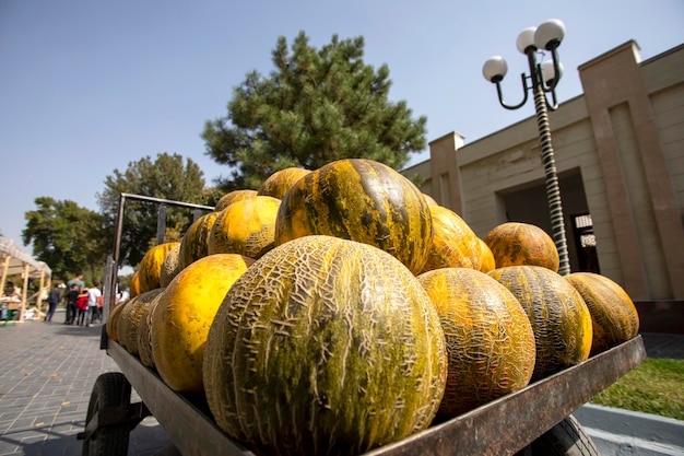 Słodkie okrągłe melony w Samarkandzie