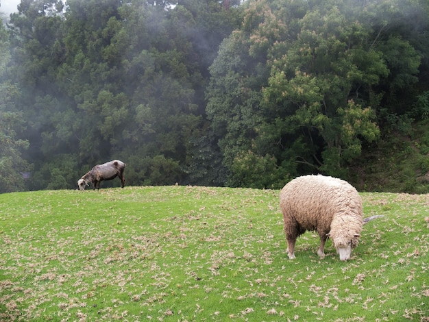 Zdjęcie słodkie owce na farmie cingjing