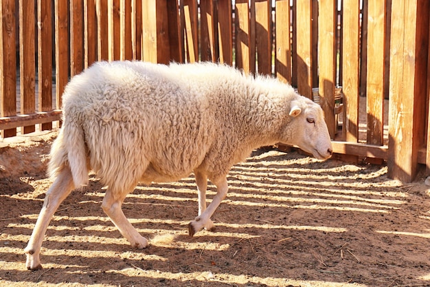 Słodkie owce na farmie