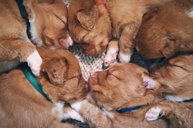 Słodkie psy śpiące na kocie w domu szczenię czystej rasy z Nowej Szkocji kaczka tolling retriever