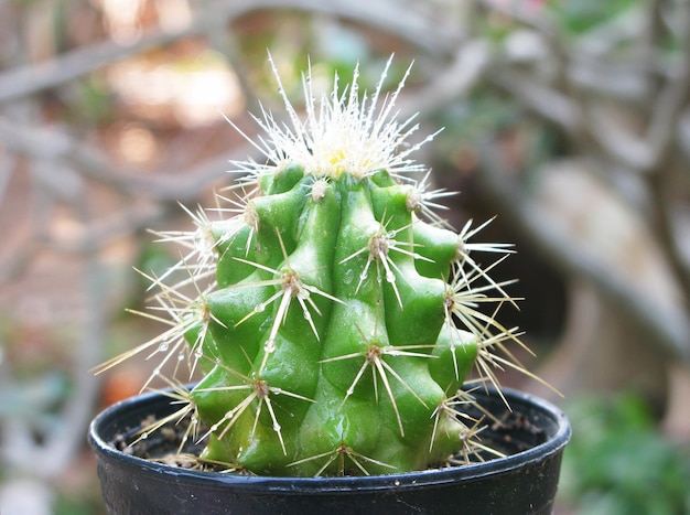 Zdjęcie słodkie rośliny kaktus