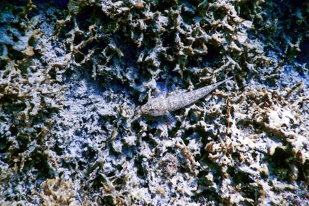 Słodkie ryby Blenny, z bliska, ryby Blenniiformes