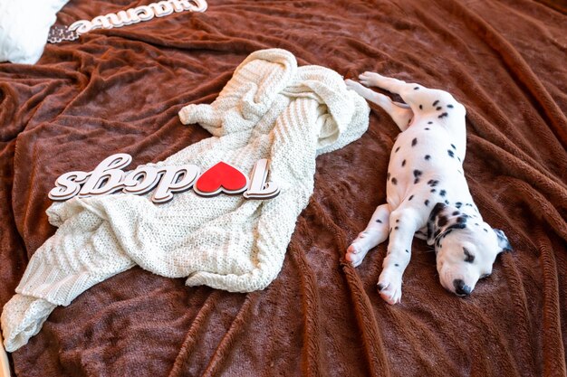 Słodkie, szczęśliwe dalmatyńskie psy leżące na łóżku Koncepcja Uwielbiam psy