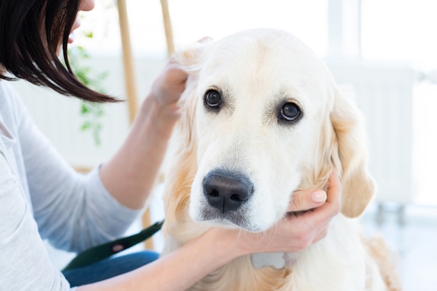 Słodkie ucho golden retrievera badane w pomieszczeniu