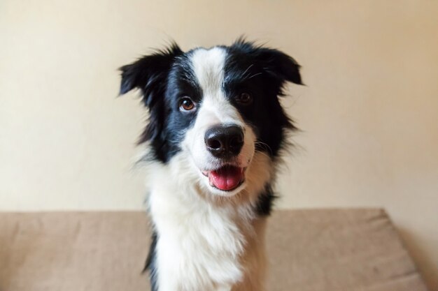 słodkie uśmiechnięte rasy border collie na kanapie