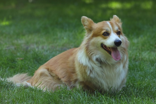 Słodkie Welsh Corgi Pembroke na zielonej trawie w parku