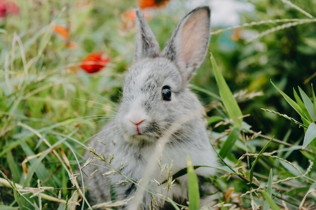 Słodkie zdjęcia królików na łące.