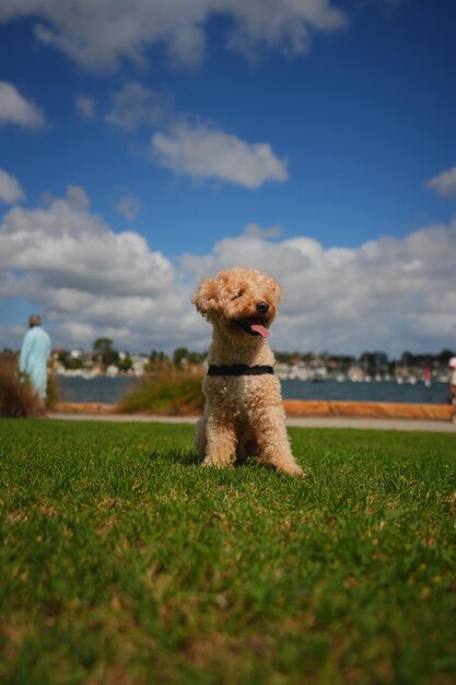 Słodkie zdjęcia maltipoo