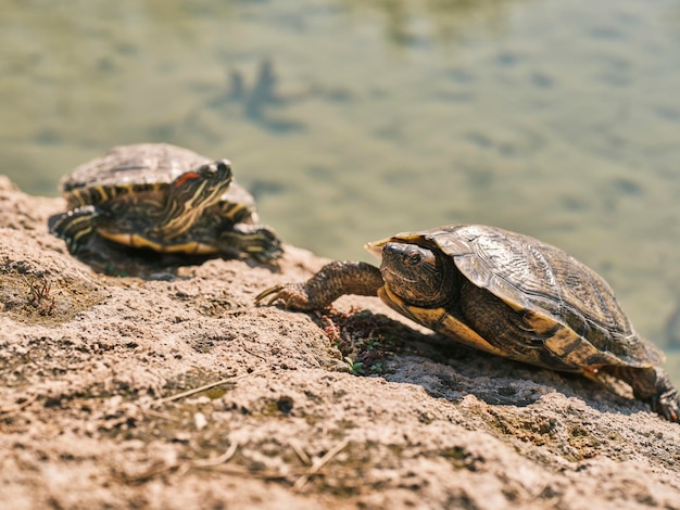 Słodkie żółwie w jeziorze