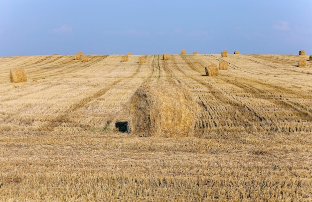 Słoma Stogów Siana Leżąca Na Polu Rolnym Po Zbiorach.