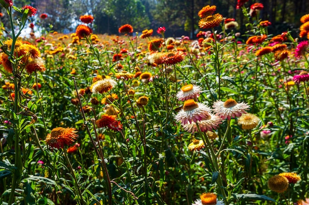 Słomiany kwiat kolorowy piękny na zielonej trawy naturze w ogródzie z falezą góry