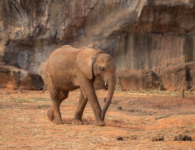 Słoń afrykański (Loxodonta africana)