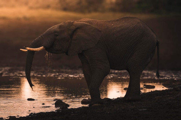 Słoń afrykański Loxodonta