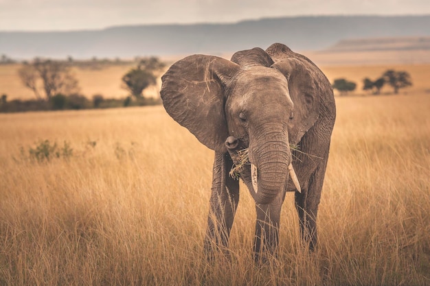 Słoń afrykański Loxodonta