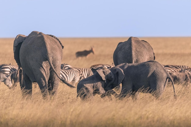 Słoń Afrykański Loxodonta