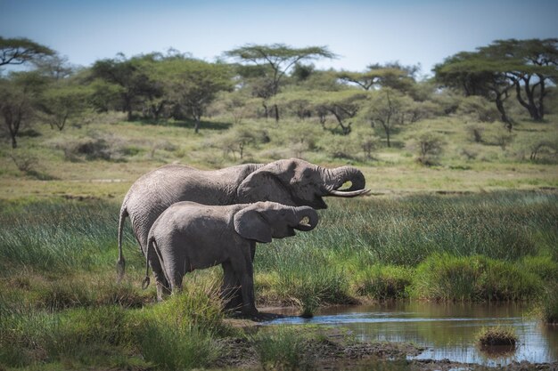 Słoń afrykański Loxodonta