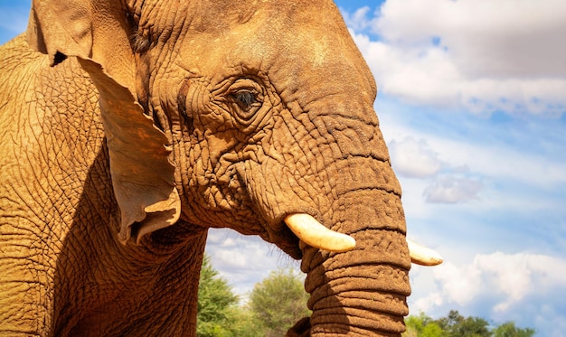 Słoń afrykański na łąkach Parku Narodowego Etosha Namibia