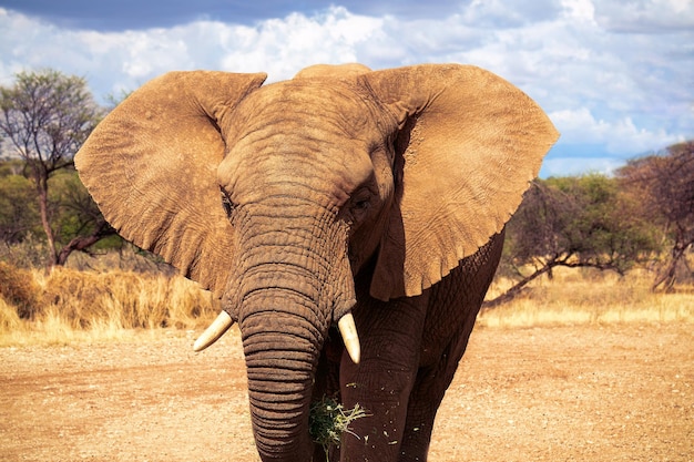 Słoń afrykański na użytkach zielonych Parku Narodowego Etosha, Namibia.