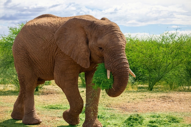 Słoń Afrykański Na Użytkach Zielonych Parku Narodowego Etosha, Namibia.