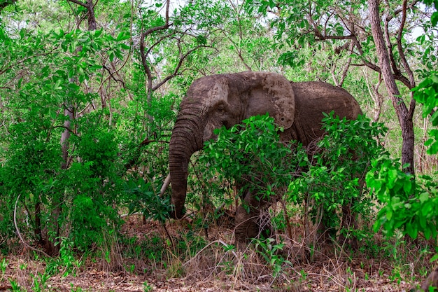 Słoń afrykański w lesie, Park Narodowy Mole, Ghana