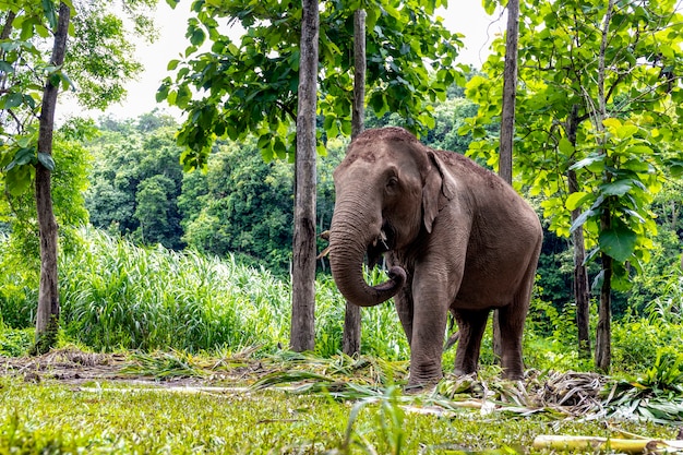 Słoń azjatycki cieszy się jedzeniem w parku przyrody w Tajlandii