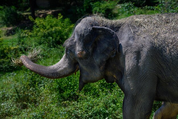 Słoń azjatycki trzyma w pniu wiązkę słomy stojący na zielonym polu.
