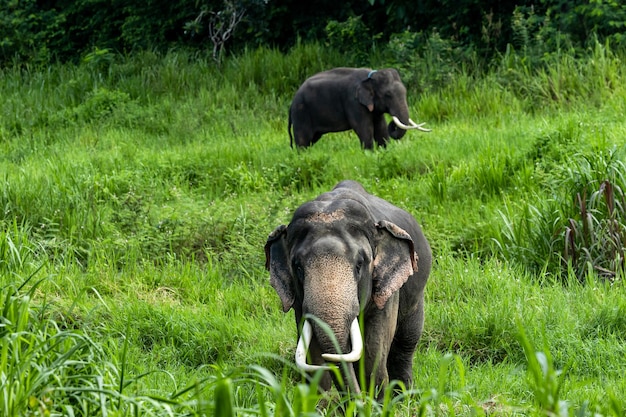 Słoń azjatycki w Tajlandii Słonie azjatyckie w Chiang Mai Elephant Nature Park Tajlandia