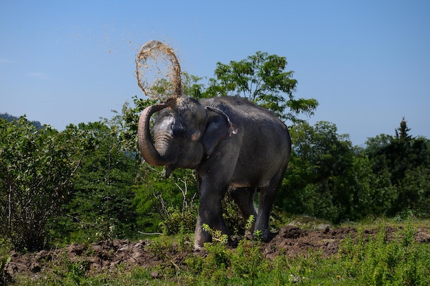 Słoń azjatycki wylewa na siebie brudną wodę.