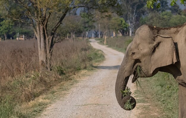Słoń indyjski (Elephas maximus indicus) lub Tusker w dżungli parku narodowego Jim Corbett.