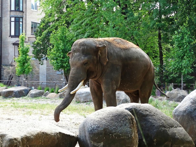 Słoń indyjski jedzący liście w zoo Z bliska