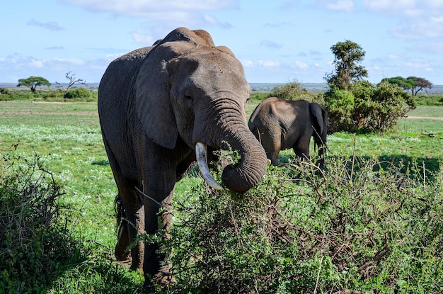 Słoń łapie Gałąź Swoim Pniem Park Narodowy Amboseli Kenia Afryka