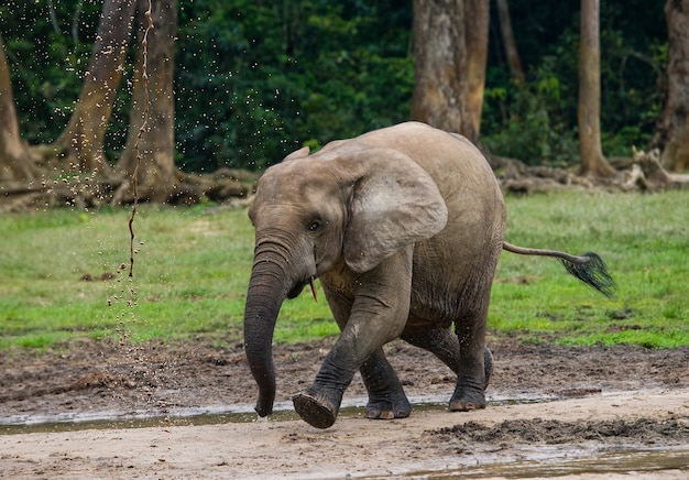 Słoń leśny na skraju lasu. Republika Konga. Rezerwat Specjalny Dzanga-Sangha. Republika Środkowoafrykańska.